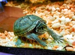 People often ask me what the best starter turtle. Turtles Can Make Great Pets But Do Your Homework First