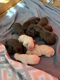 The sire is a red doberman. Labrador Retriever Puppies For Sale Locust Nc 315261