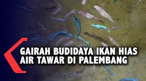 Prospek cerah dan peluang yang sangat besar. Gairah Budidaya Ikan Hias Air Tawar Di Palembang Youtube
