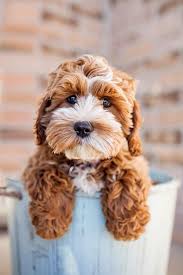 If you would like your pet featured in our happy tails section, please send us an email to happytails@puppyhillfarm.com with the following information Tessa The Cockapoo Puppy By Happy Tails Pet Photography Pretty Fluffy Feedpuzzle Cockapoo Puppies Cute Animals Cute Dogs