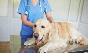 Diabetic dog food can also be prepared at home. Purchase Diabetic Dog Food Homemade Up To 72 Off