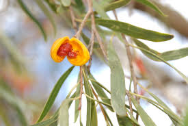 Image result for Pittosporaceae