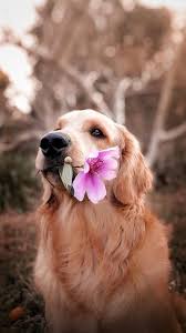 Why Do Female Dog Hump Beautiful Dogs Dog Tumblr Cute Dogs