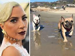 He reportedly cradled one of the dogs as he lay bleeding on the pavement. Lady Gaga Offers 500 000 Reward For Her Bulldogs After Someone Shot Her Dog Walker National Post