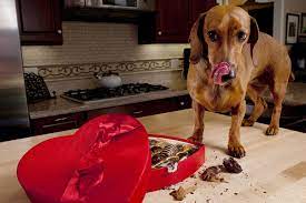 Susceptibility to chocolate toxicosis also varies according to a dog's individual sensitivity and it can be hard to tell exactly how much your dog may have eaten. Chocolate Poisoning In Dogs Symptoms Causes Diagnosis Treatment Recovery Management Cost