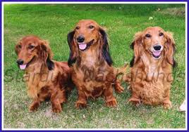 These puppies located in appleton come from many different zip codes, including, 54914. Wisconsin Puppy Mill Project Inc Breeders With Pride Stardust Dachshunds
