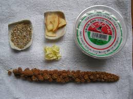 僕はスズメ、人と暮らしています - はてなブログ