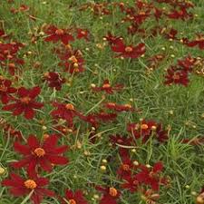 Maybe you would like to learn more about one of these? 21 Coreopsis Ideas Perennials Plants Perennial Garden