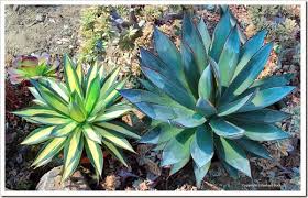 Download 5,309 cactus tequila stock illustrations, vectors & clipart for free or amazingly low rates! Coring Agaves For Propagation Agaves Succulents Propagating Plants