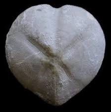 Image result for Micractis