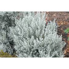 Image result for Olearia