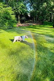 Luna enjoys playing with sprinklers - Facebook