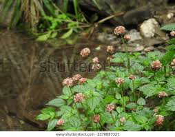 Image result for Lecanthus