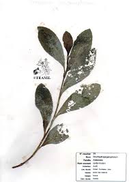 Image result for Struchium