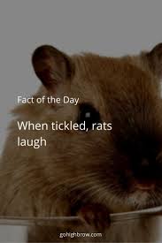 The Smartest Animals On Earth Animal Intelligence Animals Petsmart