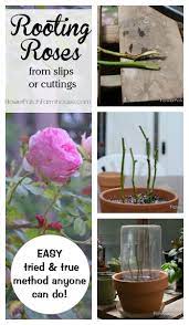 Rooting Roses From Cuttings Or Slips Flower Patch Farmhouse Rooting Roses Propagating Plants Rose Cuttings