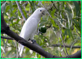 Selain perawatan tentu saja adalah masalah makanan yang akan diberikan dan di konsumsi oleh burung tersebut harus bisa untuk di sesuaikan dengan apa yang. 13 Jenis Burung Kakatua Di Dunia Keterangan Dan Gambarnya Dunia Fauna Hewan Binatang Tumbuhan Dunia Fauna Hewan Binatang Tumbuhan