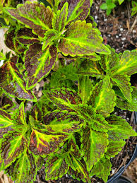 Image result for Coleus psammophilus