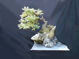 Contact us to have your site listed here! Explore Bonsai Show Art Of The Cocktail Pet Blessing And More Times Colonist