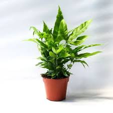 Image result for Pteris auquieri