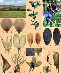 Image result for Crotalaria sphaerocarpa