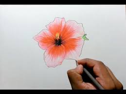 But you can practice more and more to make your drawings perfect. Drawing Simple Hibiscus Flower Drawing Color
