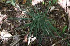 Image result for Schlechterina mitostemmatoides