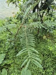 Image result for Parkia