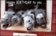 Funny Horse Birthday Gifs Tenor Free online happy birthday horse style ecards on birthday. funny horse birthday gifs tenor