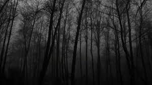 Affordable and search from millions of royalty free images, photos and vectors. Dark Foggy Woods Zoom In Just Before Nig Stock Video Pond5