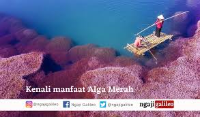 Laut memiliki banyak manfaat bagi kehidupan manusia. Apa Saja Manfaat Alga Merah Bagi Kehidupan Manusia Ngaji Galileo