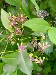 Image result for Periploca