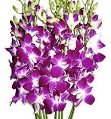 Cornish form of french blanchefleur, meaning white flower. in arthurian legend, this is the name of a guardian of the grail and wife of percival. Flowers Names With Pictures In English Flower Images