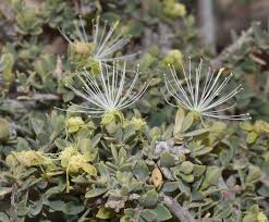 Image result for Maerua nervosa