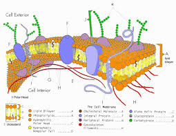 Cell Membrane Coloring Worksheet Cell Membrane Coloring Worksheet Cell Membrane Color Worksheets
