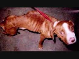Tell is in the comments below!v. Pit Bulls The Most Misunderstood Breed In Exsistence Youtube