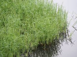 Image result for Poecilostachys