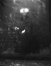 Taxidermy Queen Adreena Music Artwork Strange Tales Dark Art