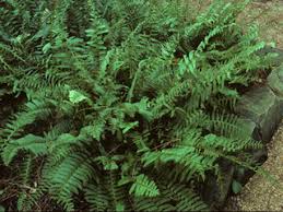We did not find results for: Polystichum Acrostichoides Christmas Fern Native Plants Of North America