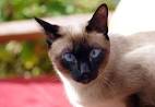 Siamese Cat Names - 55+ Awesome Names for Your Cat