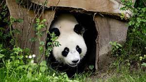 Lees informatie en koop tickets met korting! Trfihi Parks Parks Ouwehands Dierenpark
