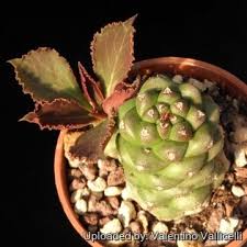 Image result for Monadenium rugosum