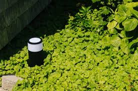 Best Outdoor Lighting For Backyards 2020 Reviews By Wirecutter