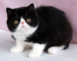 Pin On Z Animals Cats Kitties Katjies Felicidae