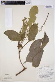 Image result for Dichapetalum madagascariense