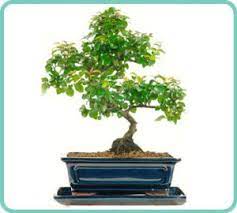 Chinese bird plum flowering indoor bonsai tree. Chinese Sweet Plum Bonsai Tree Sageretia Theezans Bonsai Trees For Sale Uk