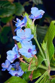 Image result for Eranthemum pulchellum