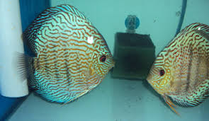 Proses mudah dalam pembenihan ikan guppy hasil maksimal. Perhatikan Cara Budidaya Ikan Discus Di Aquarium