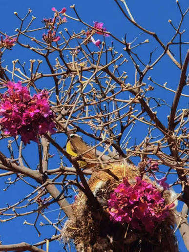 Los colores ya empiezan a pintar Valle F&eacute;rtil! ðŸŒ¸ðŸŽ¨ El paisaje despierta y te espera para vivir la primavera a pleno. â›°ï¸â˜€ï¸, ðŸ“²M&aacute;s informaci&oacute;n al: 2644173377 | Valle F&eacute;rtil Turismo | Facebook