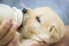 What Kind Of Milk Do I Give A Newborn Puppy Cuteness Com Cutepuppykinds Newborn Puppies Dog Milk Baby Puppies
